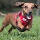 Annual Old West Balloon Fest Wiener Dog Championships