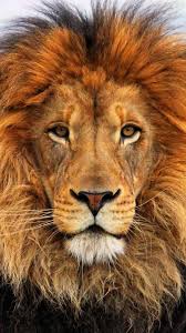 The lion (panthera leo) is an old world mammal of the felidae family and one of the four species of big cats (subfamily pantherinae) in the panthera genus, along with the tiger (p. Download Wallpaper 1080x1920 Face Eyes Lion Fur Mane Sony Xperia Z1 Zl Z Samsung Galaxy S4 Htc One Hd Background Animals Cute Animals Animals Wild