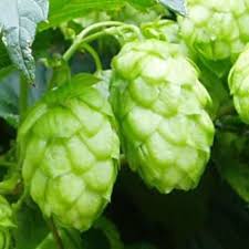 El lúpulo, lupina o betiguera (humulus lupulus) es una planta comestible, aromática y medicinal, que el hombre consume desde hace siglos. Para Que Enfermedades Sirve El Lupulo Beneficios De La Planta Lupulo El Lupulo Como Planta Medicinal