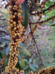 Image result for Englerophytum magalismontanum