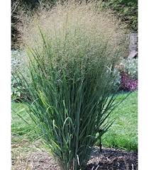Image result for Panicum chionachne