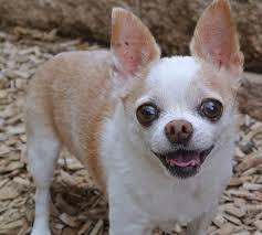 Potential adopters will need to schedule an appointment to adopt. Adopt A Chihuahua Or Rehome A Chihuahua In Philadelphia Get Your Pet