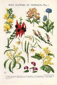 Vintage Botanical Flower Print Australian Wild Flowers Wattle Bottlebrush Kangaroo Paw Flower Art Illustration Botanical Flowers Print Australian Flowers Botanical Drawings