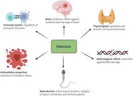 A Comprehensive Review On Selenium And Its Effects On Human Health And Distribution In Middle Eastern Countries Springerlink