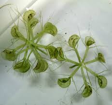 Image result for Aldrovanda