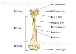 Interactive Bone Anatomy Human Anatomy Chart Anatomy