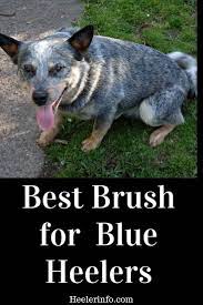 Best Brush For Blue Heelers Blue Heeler Dogs Blue Heeler Red Heeler Dog