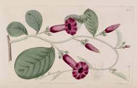 Image result for Argyreia