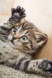 click the photo for more adorable and cute cat videos and photos cutecats cats kittens catvideos catsandkittens smeshnye kotyata detenyshi zhivotnyh kotyata