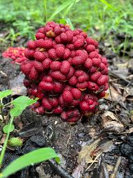 Image result for Sarcophyte