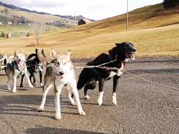 Kostenlose lieferung für viele artikel! Huskyplausch Im Grunen Huskystuff