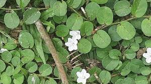 Image result for Evolvulus nummularius