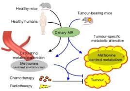 Science Of Metabolism Provides Insight On Using A Nutrient