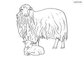 About loving sheep and lamb colouring pages sheep are most likely descended from the wild mouflon of europe and asia. Sheeps Coloring Pages Free Printable Sheep Coloring Sheets