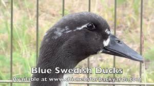 Any suggestions for getting them to trust us faster? Blue Swedish Ducks For Sale