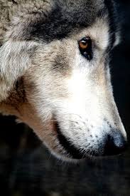 The alaskan malamute is the largest of the arctic dogs. Pin On Wolves