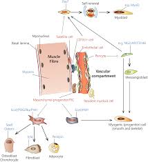 Accordingly, it can be categorised by the kind of information it stores, and while there's still a lot we don't know about the human brain, it would be wrong to assume that these memory types exist in isolation from one another. Muscle Interstitial Cells A Brief Field Guide To Non Satellite Cell Populations In Skeletal Muscle Springerlink