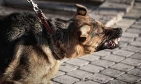 We did not find results for: Dog Bite Statistics In The United States