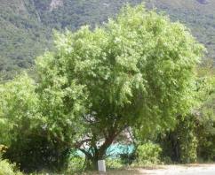 Image result for Searsia rehmanniana