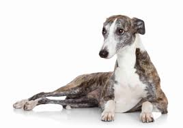 The italian greyhound is very dependent and does not do well in a kennel type environment. Italian Greyhound Small Happy Low Maintenance Dogs