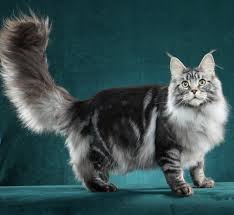 Our lovely family of indoor cats are looking for lovely families for when these bundles of joy are ready to move in with their new forever families. Maine Coon Kittens Dracoonfly United States