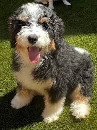 Cambria Pines Doodles