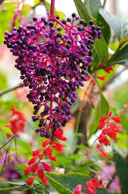 Epingle Sur La Reunion Voyages Et Jardins