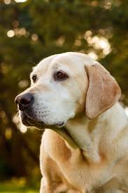 Daily Dose February 7 2019 Old Dog Portrait Yellow Lab 2019 C Barbara O Brien Photography All Rights Labrador Retriever Lab Dogs Animal Photography Dogs