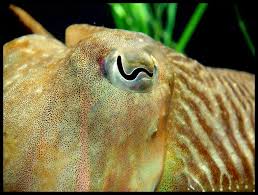 Strange Eyes In The Animal World Animals Photos Of Eyes Cuttlefish