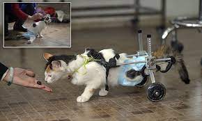 Our innovative technology includes the polygon™ search tool that allows users to define their own search areas on a map and a plan commute feature that helps users search for rentals in proximity to. Cat Crippled After Falling 32 Feet From A Building In China Is Back On The Prowl After Vets Fit Her With A Set Of Wheels Daily Mail Online