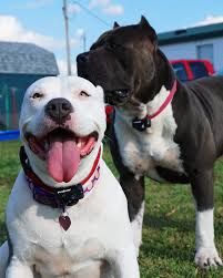 Athena also has her pedigree along with her rabies shots i am looking for a loving home that will be my family for life. Mya American Bully Xl American Bully Xxl American Bully Pitbull Puppies