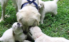 Vídeo em 4k e hd pronto para edição não linear imediata. Golden Retriever Puppies By Golden Miracles English Cream Retrievers And American Golden Retriever Puppies