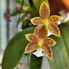 Image result for Volusia amboinensis