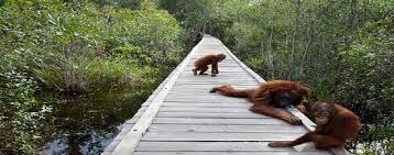 Located far enough away from the tourist crowds on the west coast on the same beach of the kudeta. Orangutanes En Borneo O Sumatra Picture Of Enbali Day Tours Denpasar Tripadvisor