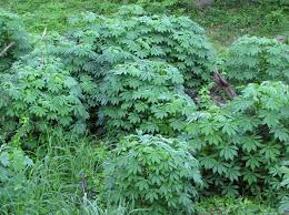 Image result for Manihot esculenta