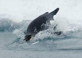 In general, it is more energy efficient to propel a large body through a fluid than a small one. How Fast Can Penguins Swim Penguins Blog