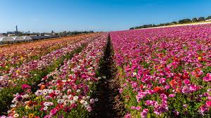 Maybe you would like to learn more about one of these? Pictures California Usa Multicolor Fields Flowers 3840x2160