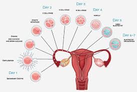 Spotting during pregnancy is one of those things that can cause your stress level to skyrocket. Spotting During Pregnancy Causes And Symptoms Styles At Life