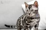 Silverstorm Bengals – Information about the Bengal