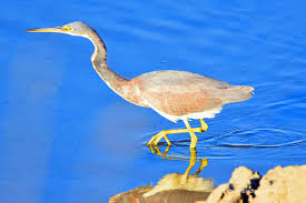 Black Bird With Blue Head And Neck Tri Colored Heron Heron Birds Tri