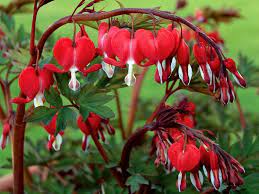 Old Fashioned Bleeding Heart Valentine Dahlia Barn Bleeding Heart Container Flowers Annual Plants