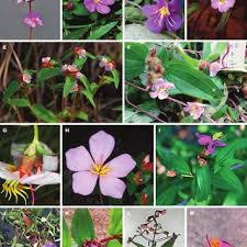 Image result for Melastomastrum segregatum