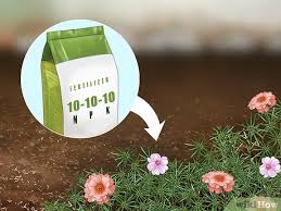 Keep it at a spot where it can get bright, indirect sunlight. 4 Ways To Grow Moss Rose Wikihow