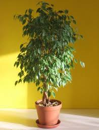 Not touching a ficus isn't enough. Ficus Poisonous Or Not And Where To Put Better