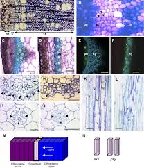 Maybe you would like to learn more about one of these? Pxy A Receptor Like Kinase Essential For Maintaining Polarity During Plant Vascular Tissue Development Current Biology