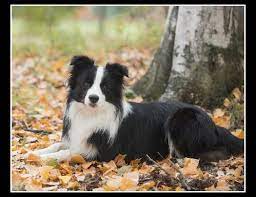 Pin By Diane Murphy On Dogs Collie Puppies Border Collie Puppies Puppies
