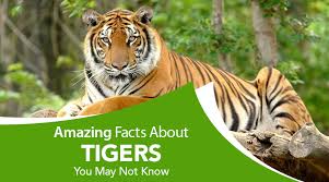 Discover rare and unusual species, brilliant bears, fierce felines, awesome reptiles and incredible marine life, just to name a few. 20 Amazing Facts About Tiger You Never Knew