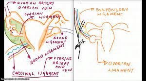 Mons pubis is a pad of fatty tissue situated. Ligaments Of The Reproductive System Youtube