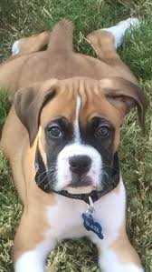 Vetted orlando fl puppy breeders & companies. Pin By Sara Orlando On Boxer Dogs Boxer Puppies Boxer Dogs Boxer Dogs Brindle