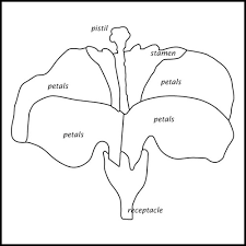 Labeled And Unlabeled Control Charts For Tree Leaf And Flower Puzzles